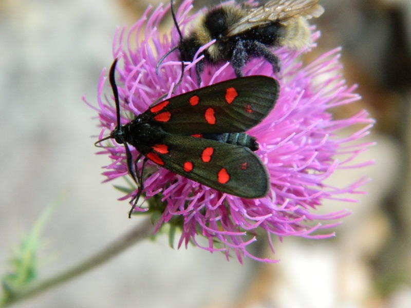 Pu essere Zygaena ephialtes?